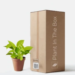 Neon Pothos (Nursery Pot)