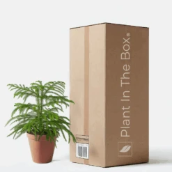 Norfolk 'Island Pine' Tree (Nursery Pot)