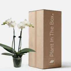 Orchid 'White Phalaenopsis' (Nursery Pot)