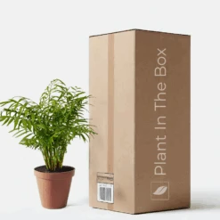 Parlor Palm (Nursery Pot)