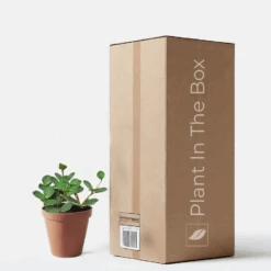 Peperomia 'Hope' (Nursery Pot)