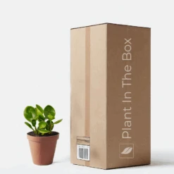 Peperomia Obtusifolia 'Thailand' (Nursery Pot)