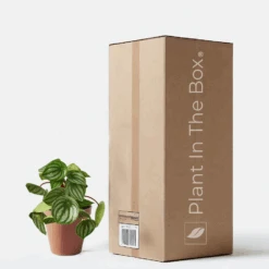 Peperomia 'Watermelon' (Nursery Pot)