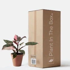 Philodendron 'Marble Pink Princess' (Nursery Pot)