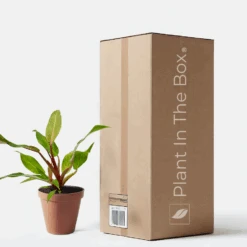 Philodendron 'Orange Marmalade' (Nursery Pot)