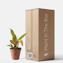 Philodendron 'Prince Of Orange' (Nursery Pot)