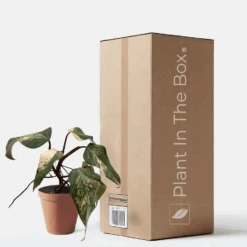 Philodendron 'Strawberry Shake' (Nursery Pot)