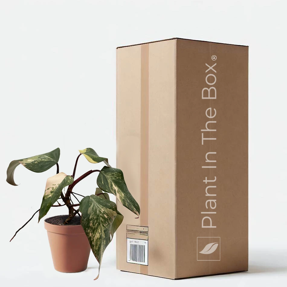 Philodendron 'Strawberry Shake' (Nursery Pot)