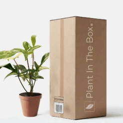 Philodendron Variegated 'Florida Beauty' (Nursery Pot)