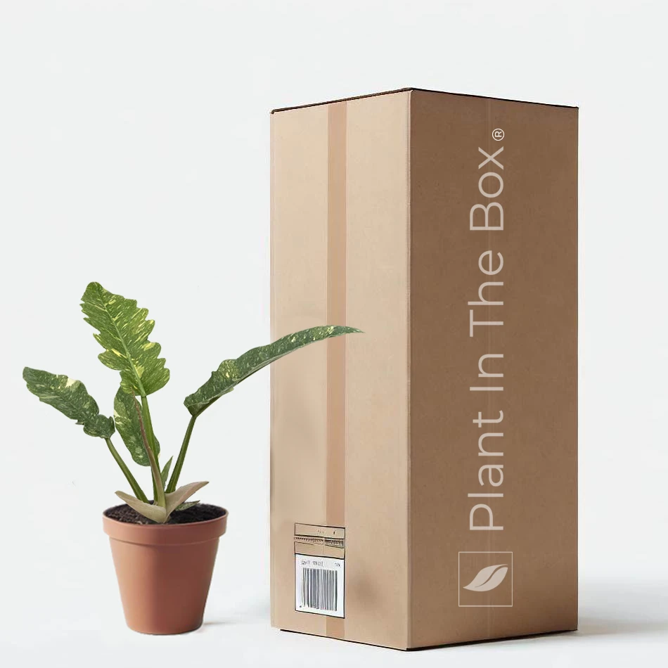 Philodendron 'Variegated Ring Of Fire' (Nursery Pot)