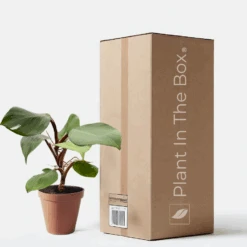 Philodendron 'White Knight' (Nursery Pot)