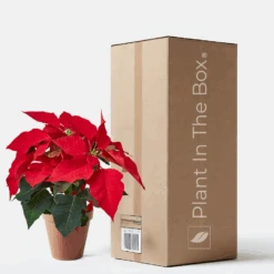 Poinsettia 'Red' (Nursery Pot)