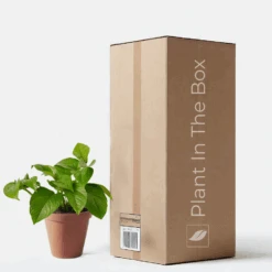 Pothos 'Jade' (Nursery Pot)