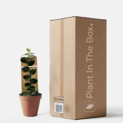 Rhaphidophora 'Hayi' Shingle Plant (Nursery Pot)