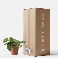 Silver Pothos 'Exotica' (Nursery Pot)