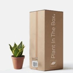 Snake Plant 'Black Gold' (Nursery Pot)