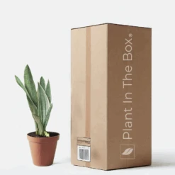 Snake Plant 'Sayuri' (Nursery Pot)