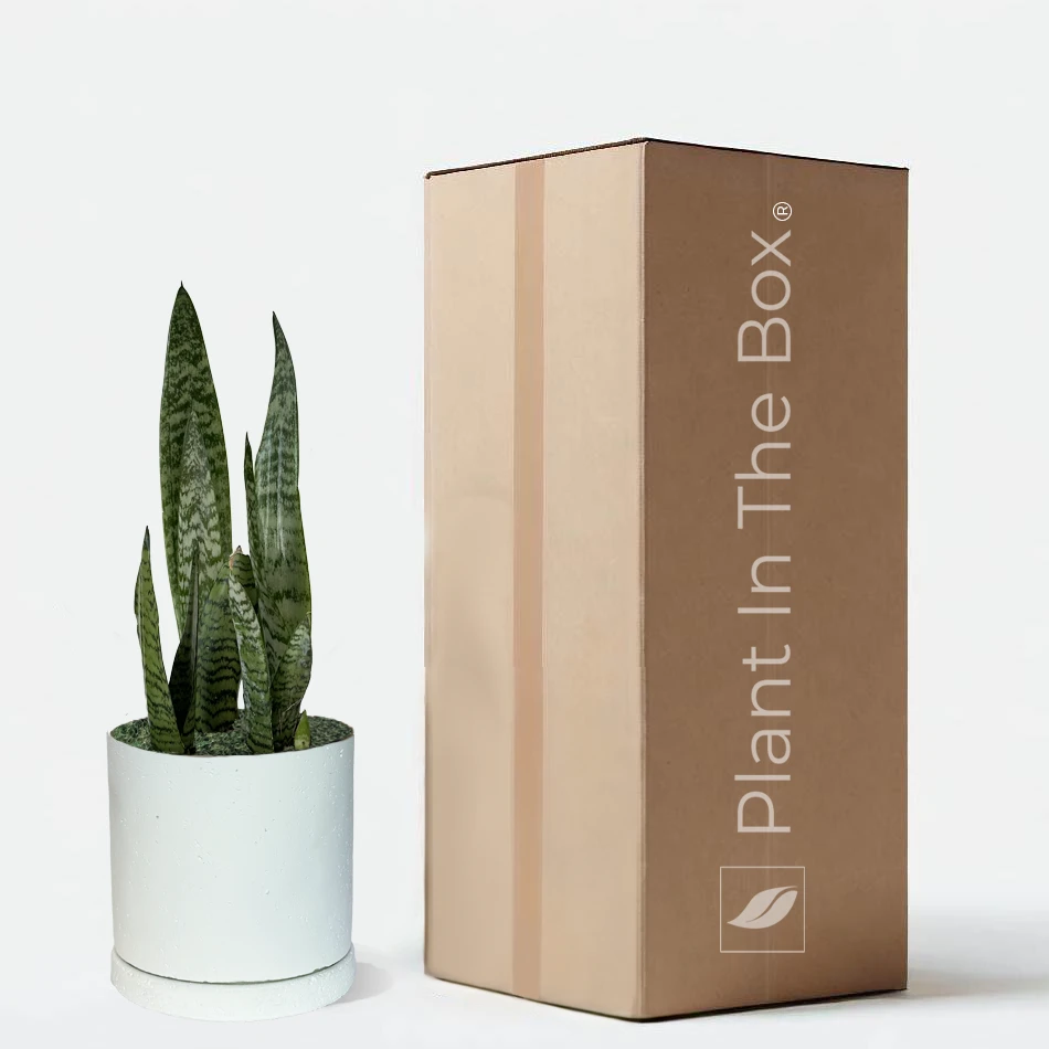 Perfectly Potted Houseplant Gift Box - Image 8