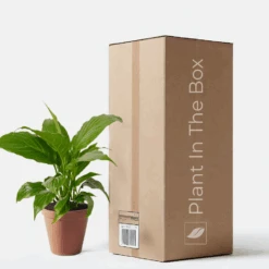 Spathiphyllum 'Peace Lily' (Nursery Pot)