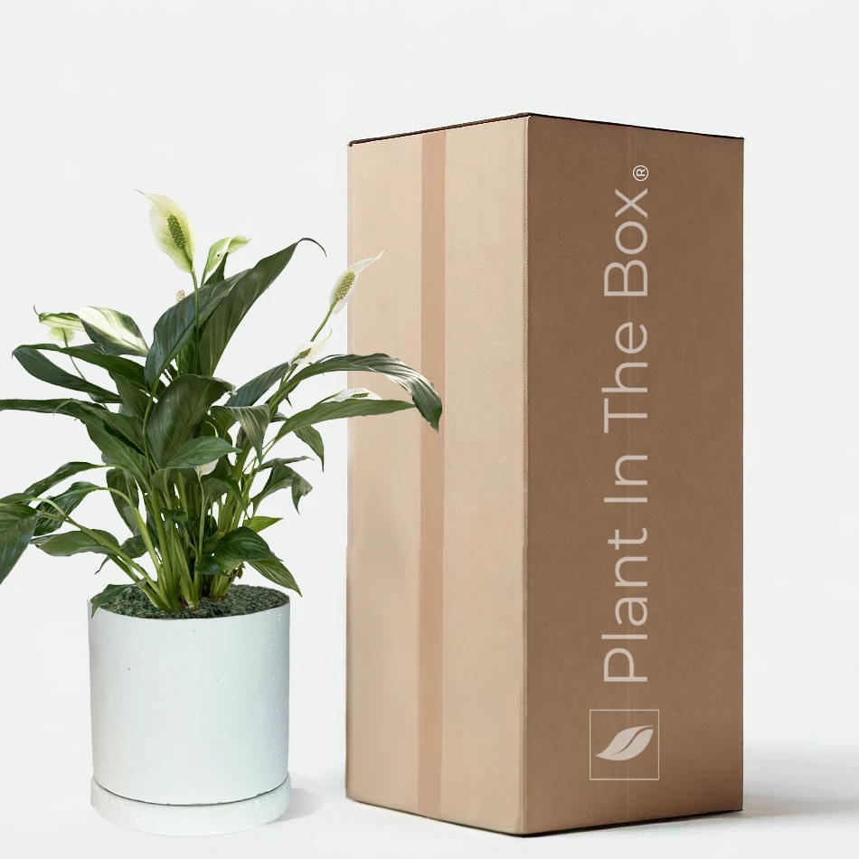 Perfectly Potted Houseplant Gift Box - Image 5