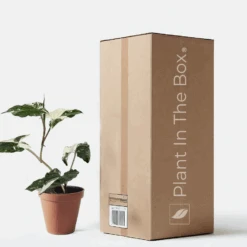 Syngonium Variegated 'Albo' (Nursery Pot)