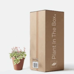 Variegated String Of Pearls (Nursery Pot)