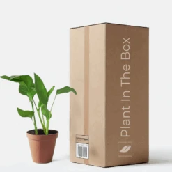 White Bird Of Paradise (Nursery Pot)