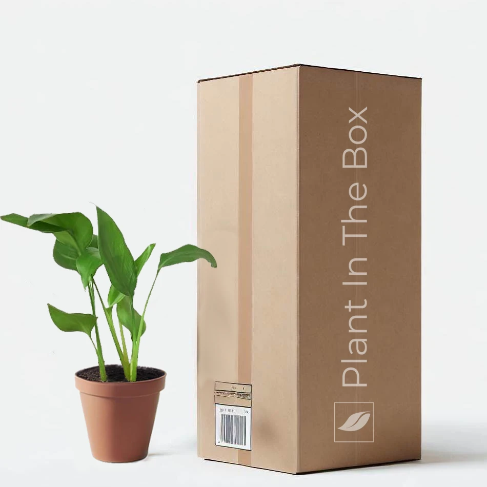 White Bird Of Paradise (Nursery Pot)