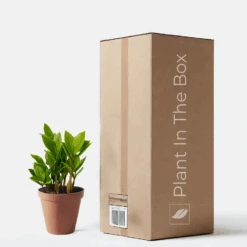 ZZ Plant (Nursery Pot)