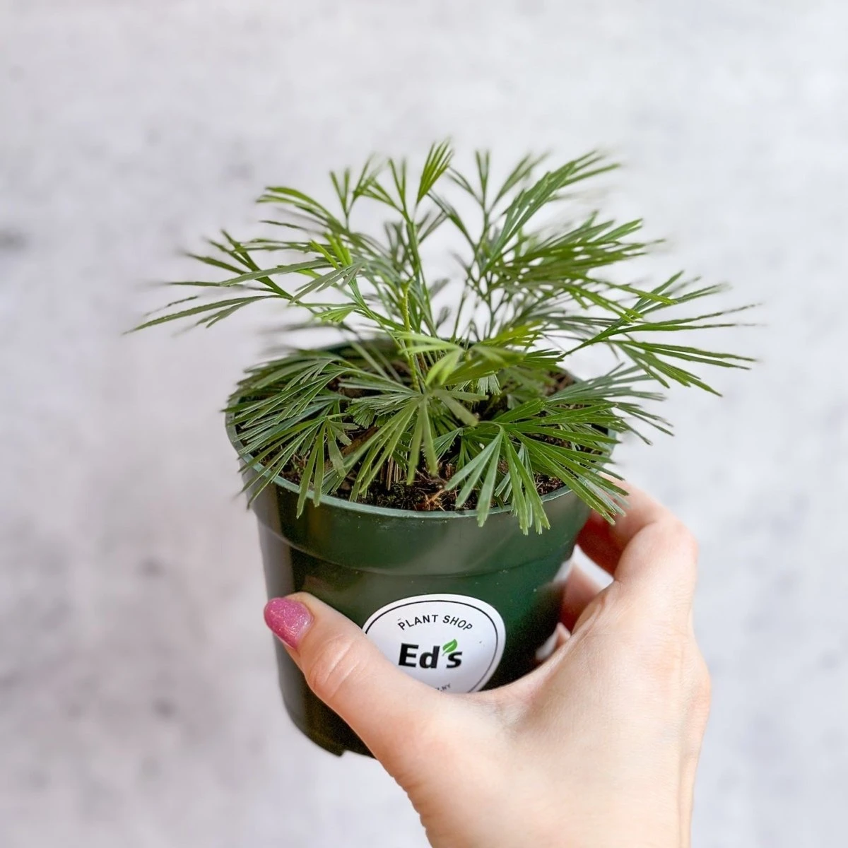 Actiniopteris Australis - Eyelash Fern - 4 Inch - Image 5