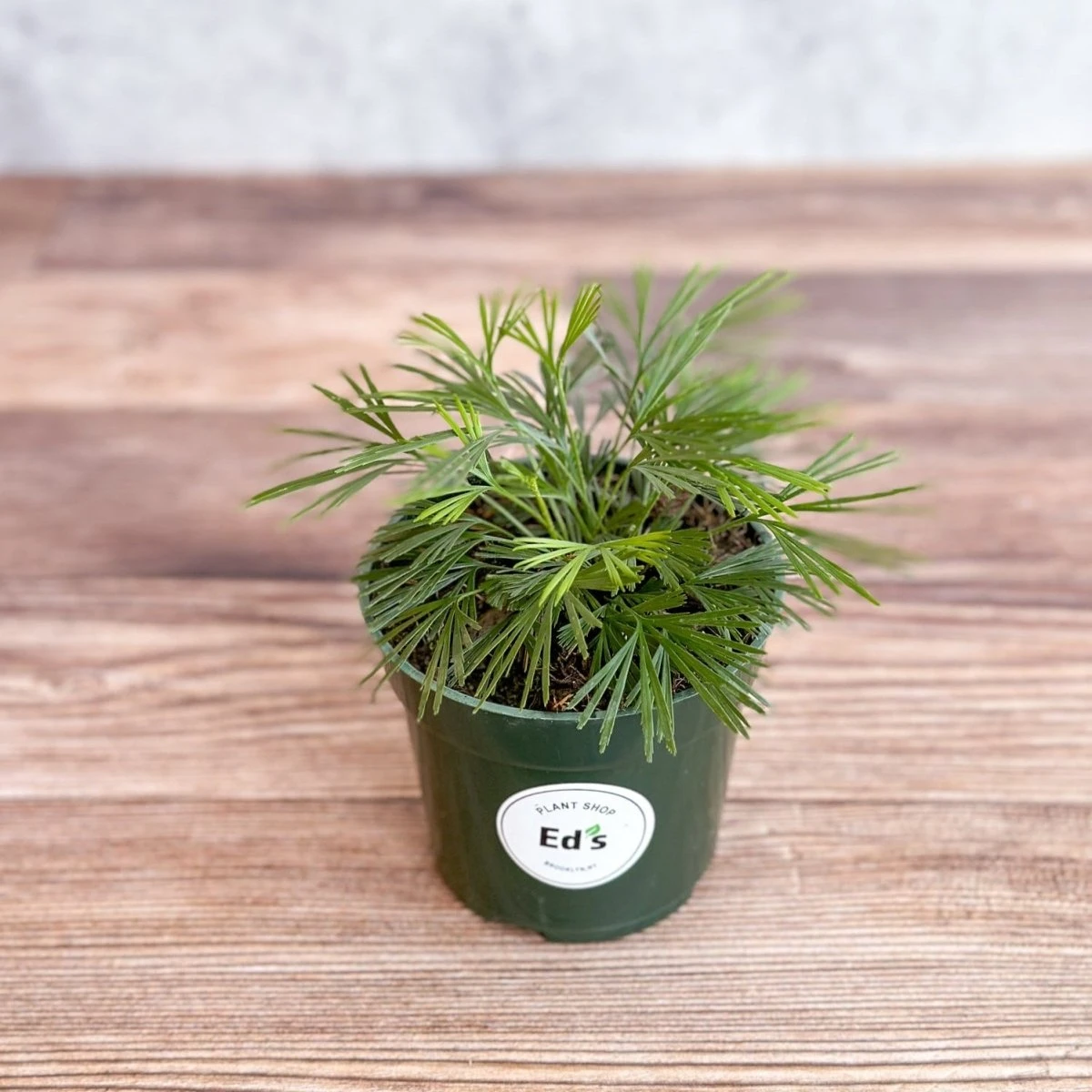 Actiniopteris Australis - Eyelash Fern - 4 Inch