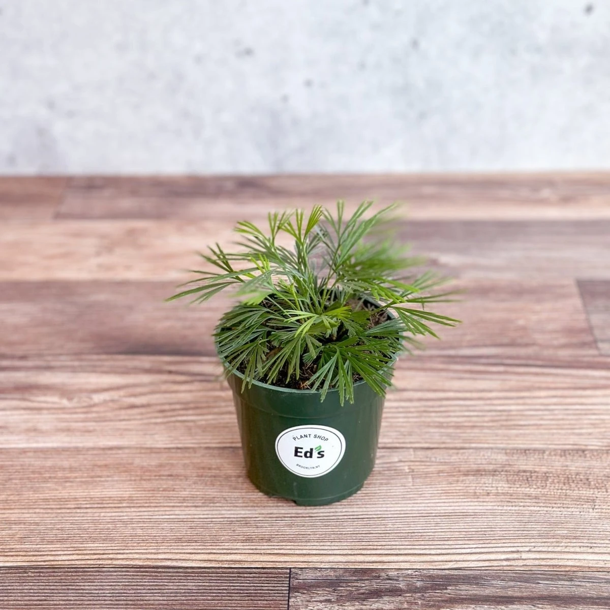 Actiniopteris Australis - Eyelash Fern - 4 Inch - Image 3