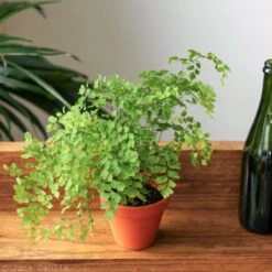 Adiantum Raddianum - Elegant Maidenhair Fern