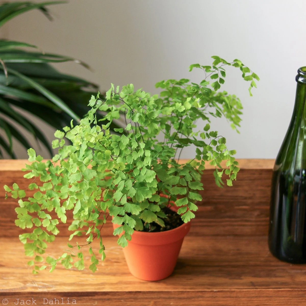 Adiantum Raddianum - Maidenhair Fern - Hanging Basket