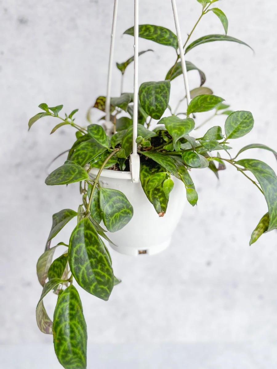 Aeschynanthus Longicaulis ‘Black Pagoda’ - Hanging Basket - Image 2