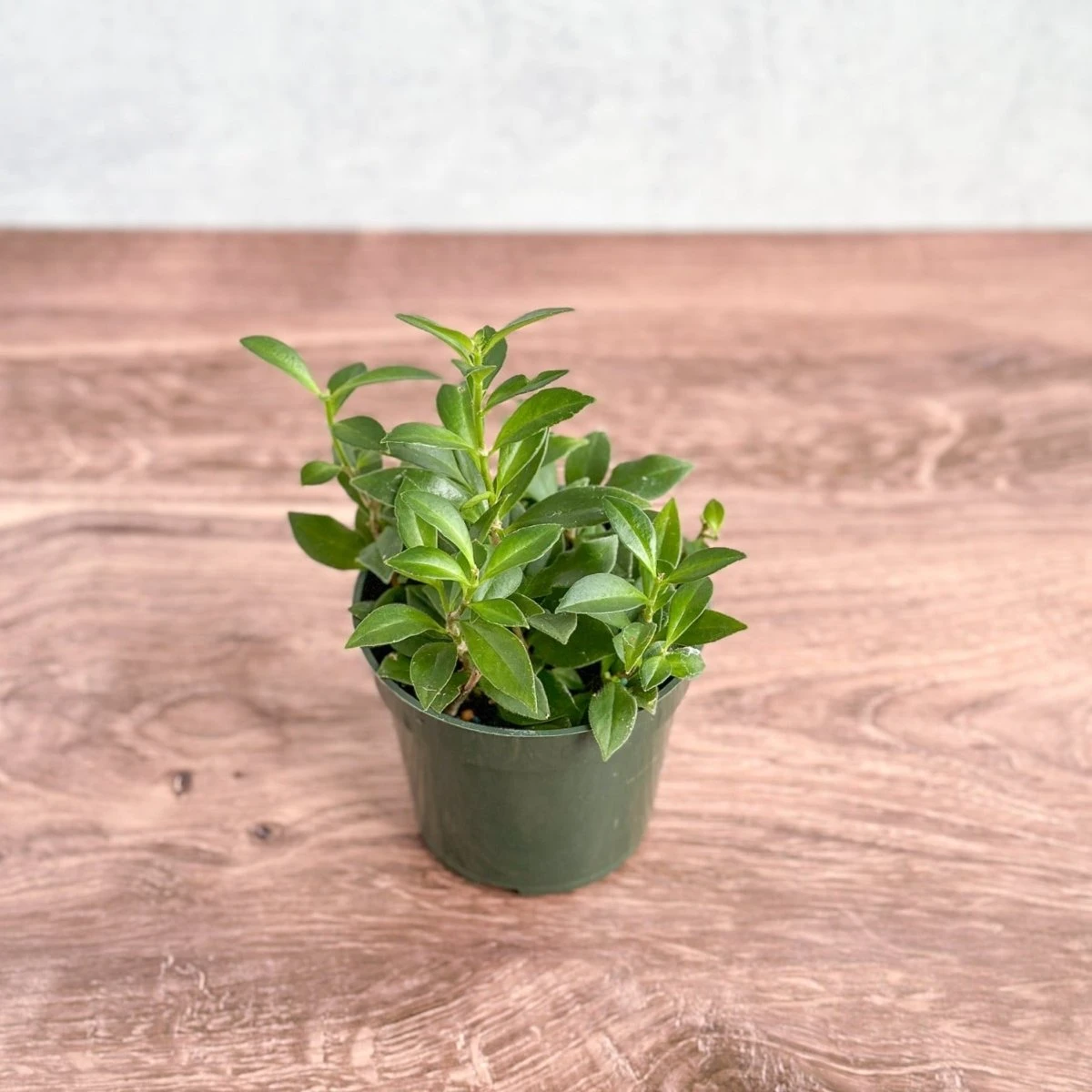 Aeschynanthus Longicaulis 'Purple Star' - Purple Star Lipstick Plant - Image 3