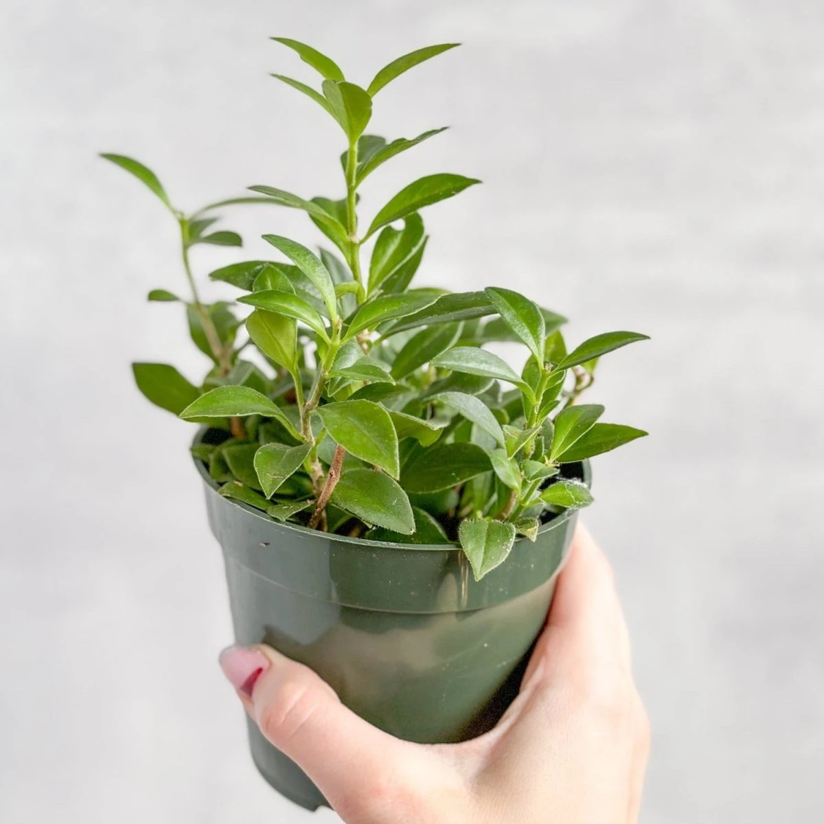 Aeschynanthus Longicaulis 'Purple Star' - Purple Star Lipstick Plant - Image 4