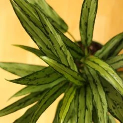 Aglaonema ‘Cutlass’