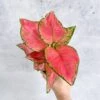 Aglaonema Pink Lady Valentine Chinese Evergreen Hybrid - 4 Inch
