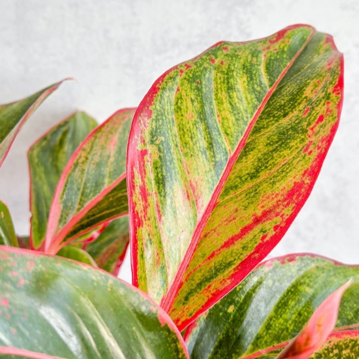 Aglaonema 'Siam Aurora Red' Chinese Evergreen - 8" Nursery Pot - Image 5