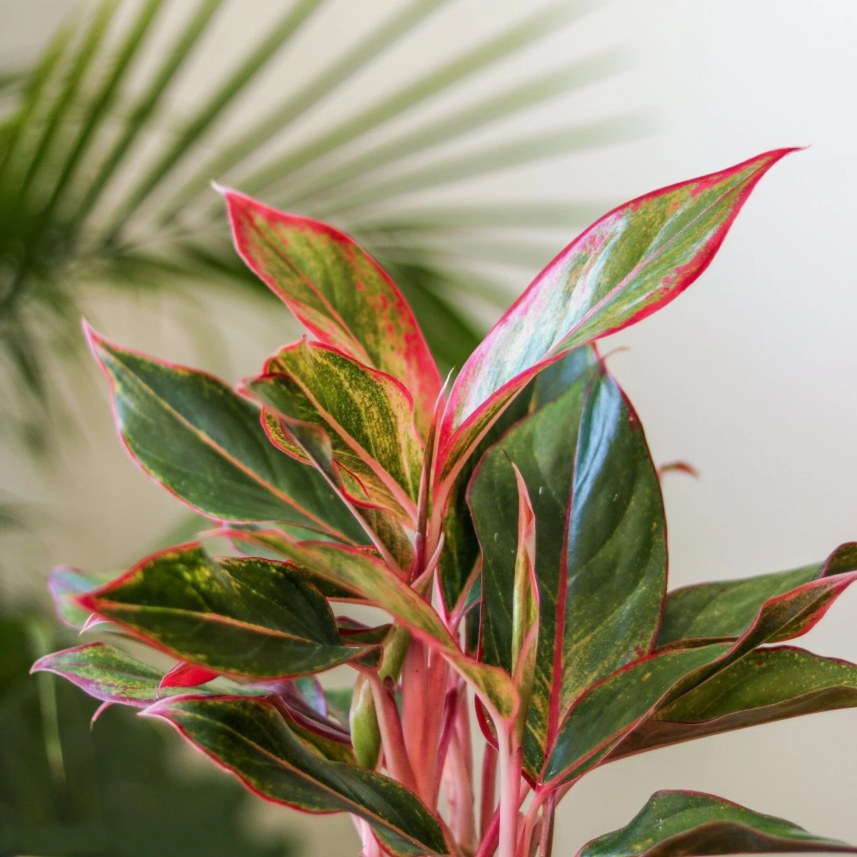 Aglaonema 'Siam Aurora Red' Chinese Evergreen - 8" Nursery Pot - Image 3
