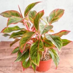 Aglaonema 'Siam Aurora Red' Chinese Evergreen - 8" Nursery Pot