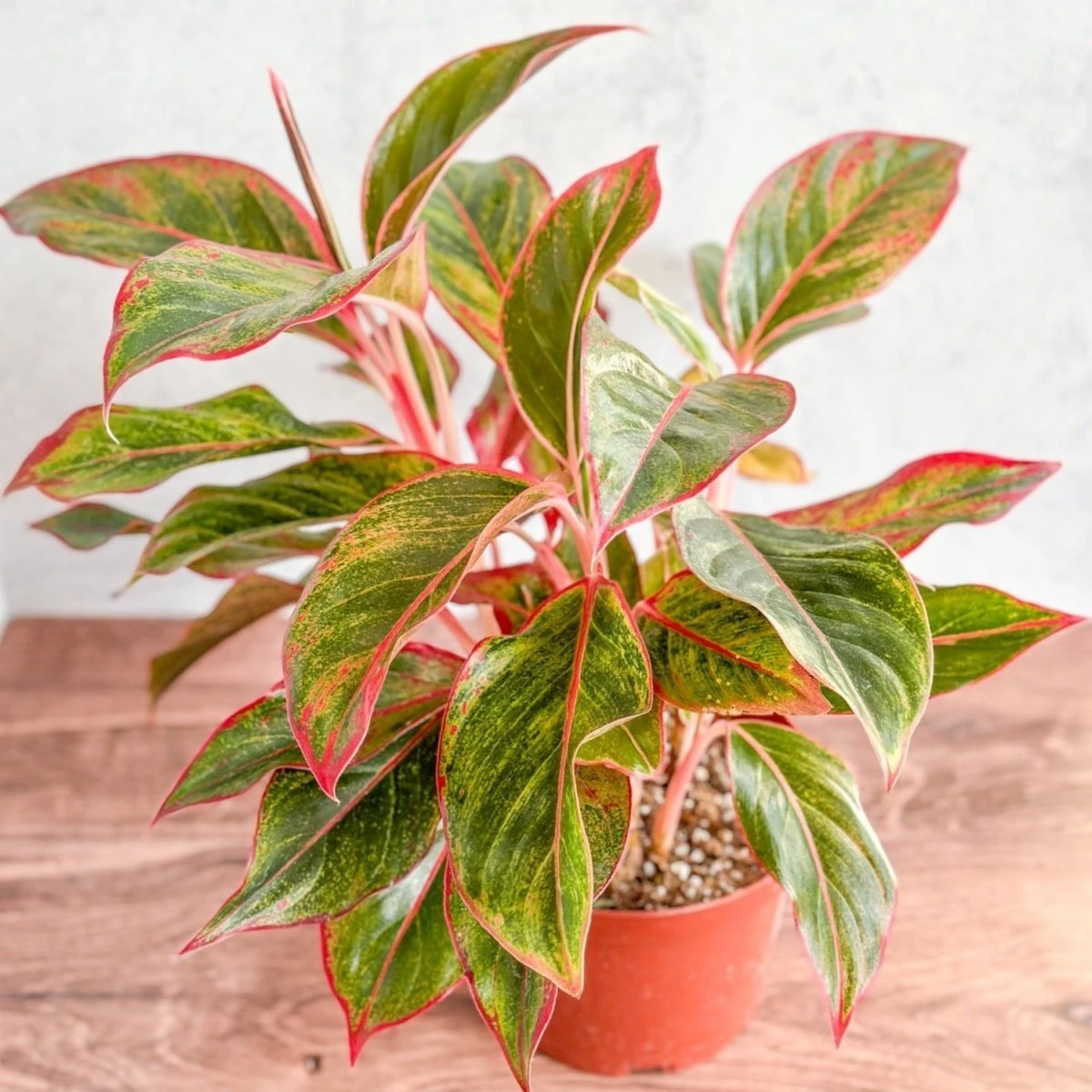 Aglaonema 'Siam Aurora Red' Chinese Evergreen - 8" Nursery Pot