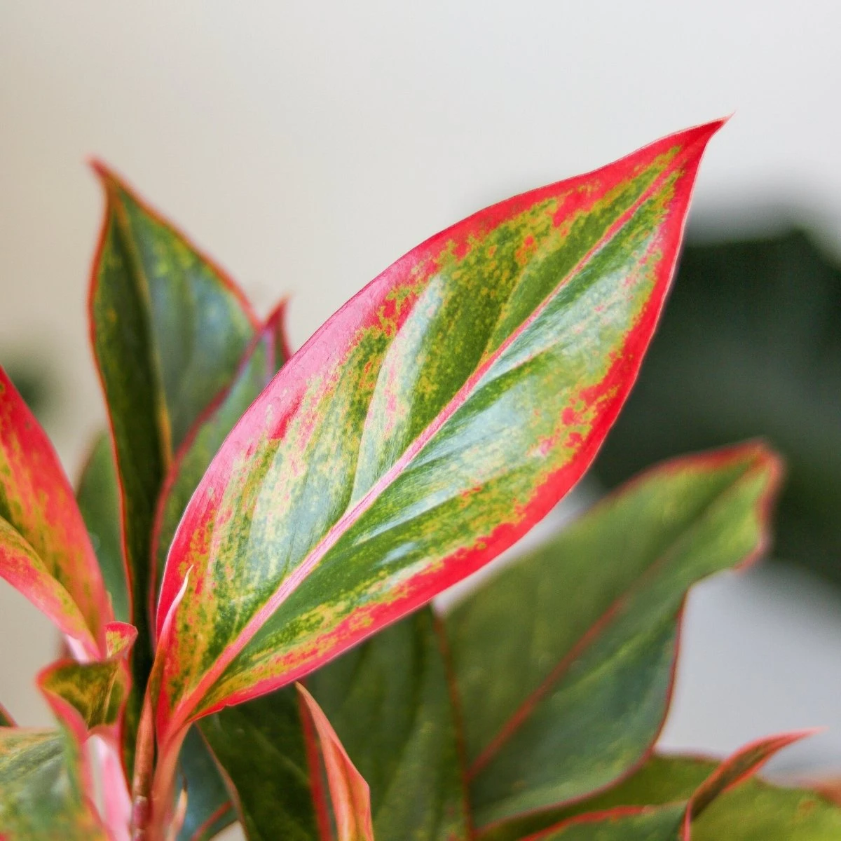 Aglaonema 'Siam Aurora Red' Chinese Evergreen - 8" Nursery Pot - Image 4
