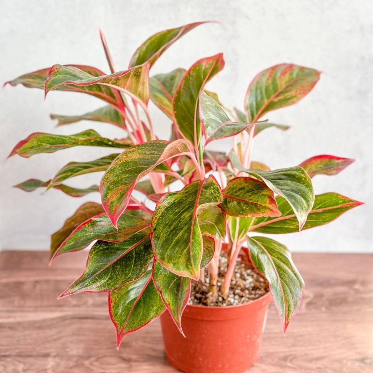 Aglaonema 'Siam Aurora Red' Chinese Evergreen - 8" Nursery Pot - Image 2
