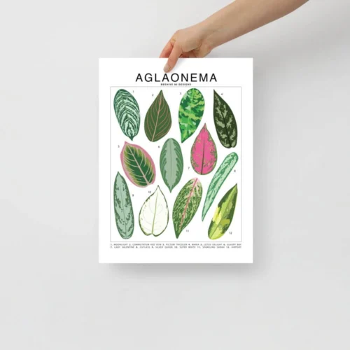 Aglaonema Species ID Chart - Botanical Houseplant Art Print