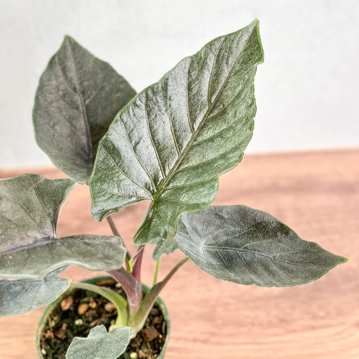Alocasia 'Antoro Velvet' - Antoro Velvet Alocasia - Image 3