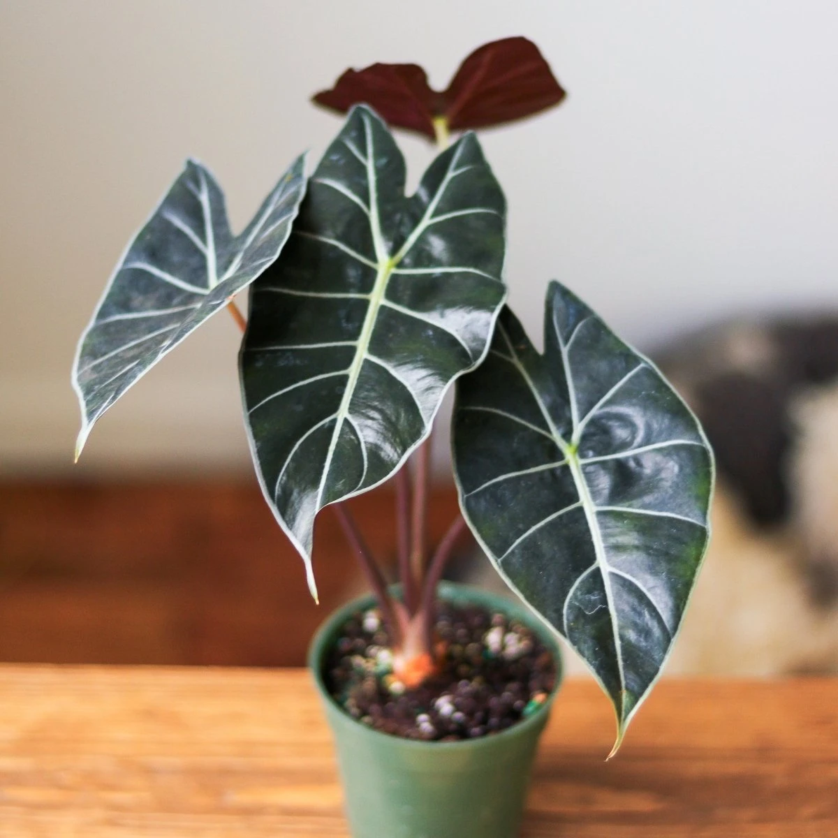Alocasia ‘Dragon’s Tooth’ - 4 Inch - Image 2