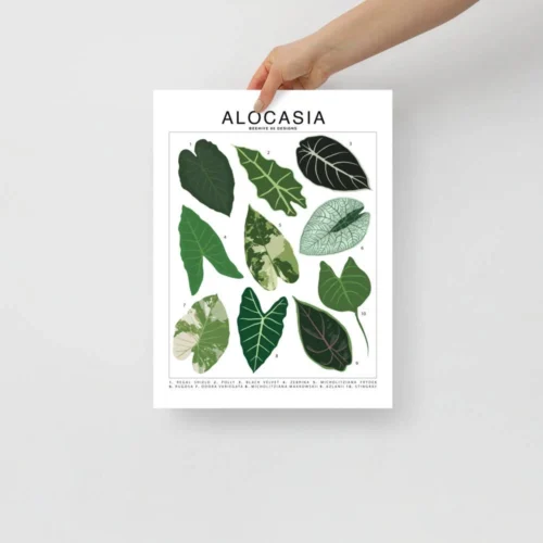 Alocasia Species ID Chart - Botanical Houseplant Art Print
