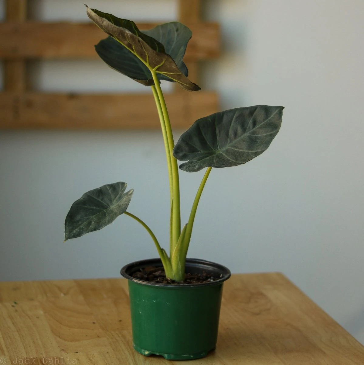 Alocasia X ‘Regal Shield’ - Regal Shield Alocasia - Image 4